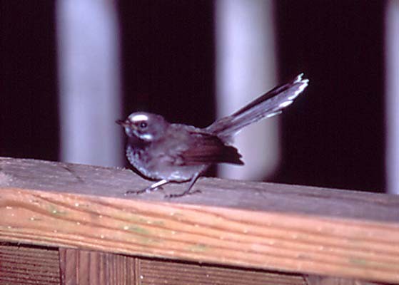 Pohnpei Fantail - ML634971121