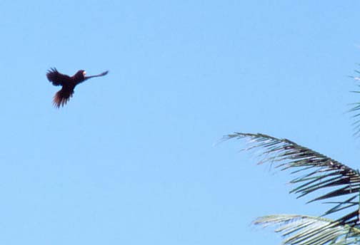 Pohnpei Lorikeet - ML634971126