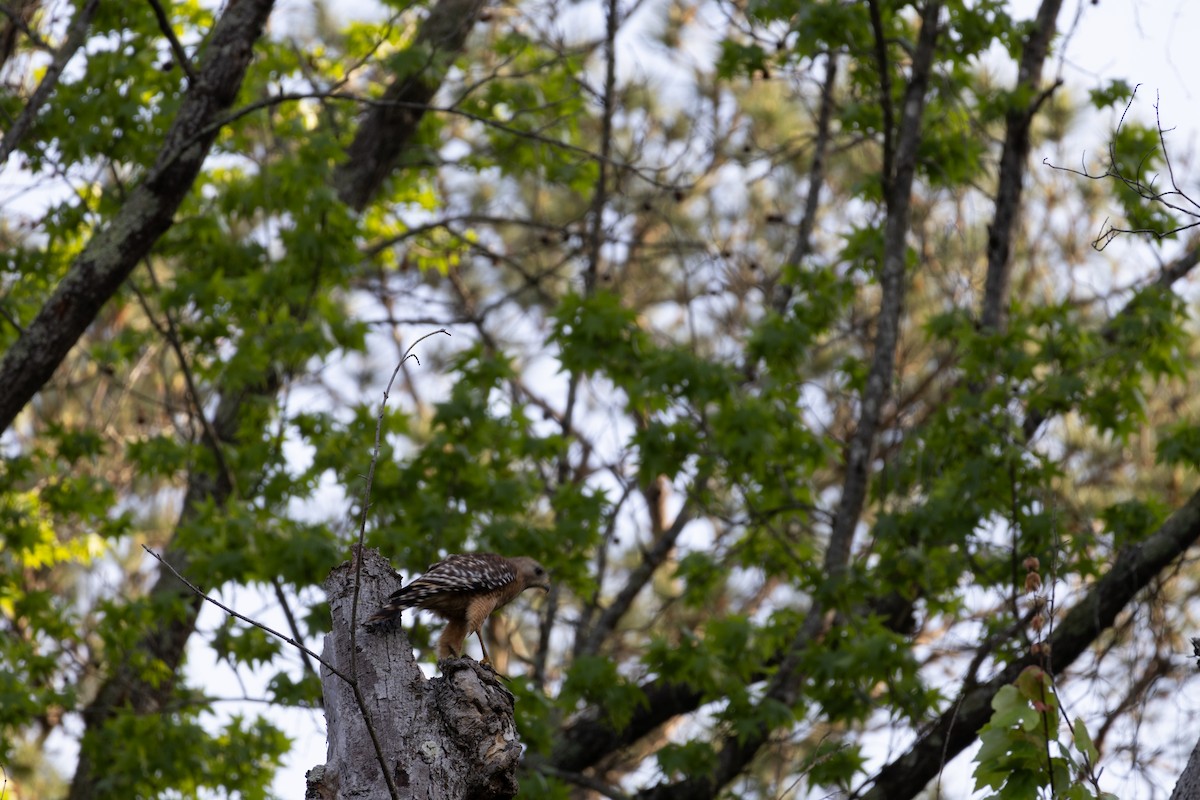 Red-shouldered Hawk - ML634971156