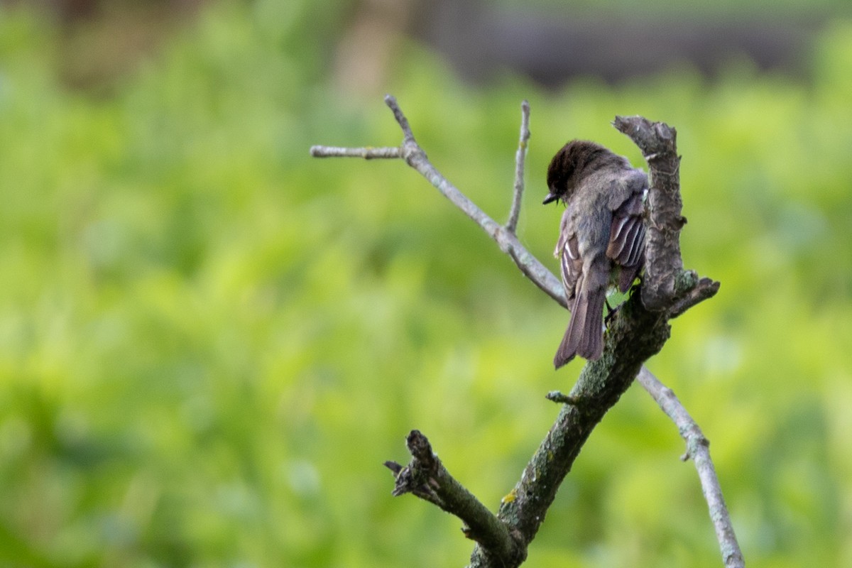 Eastern Phoebe - ML634971170