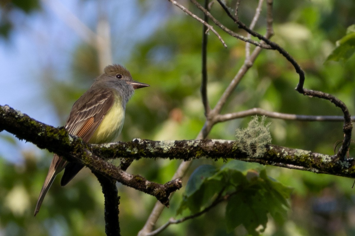 Great Crested Flycatcher - ML634971179