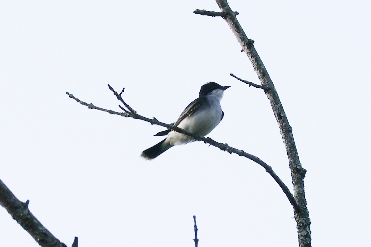 Eastern Kingbird - ML634971189