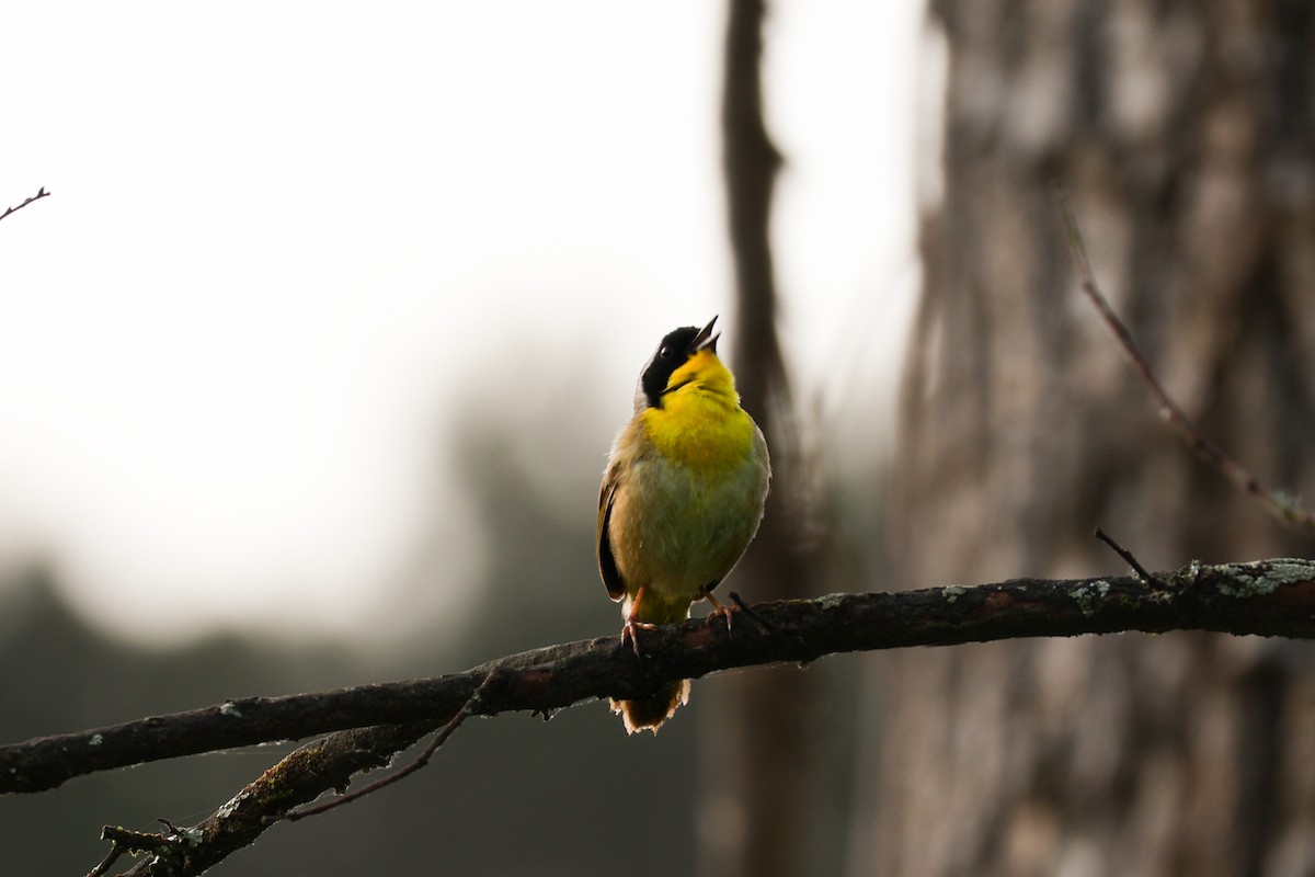 Common Yellowthroat - ML634971216