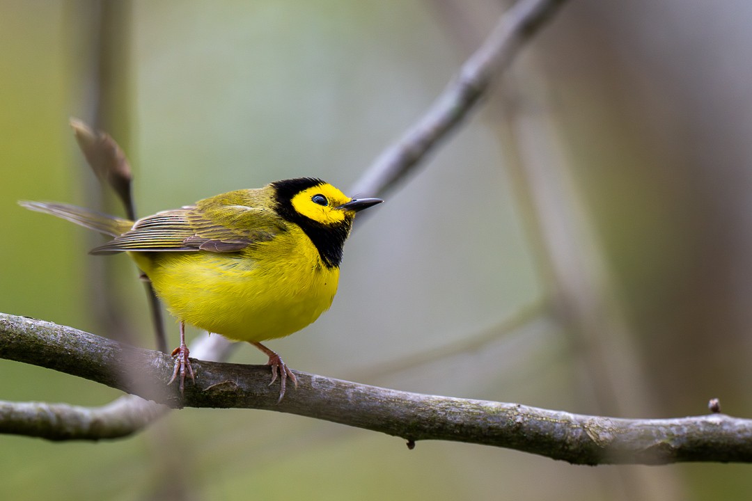 Hooded Warbler - ML634971228