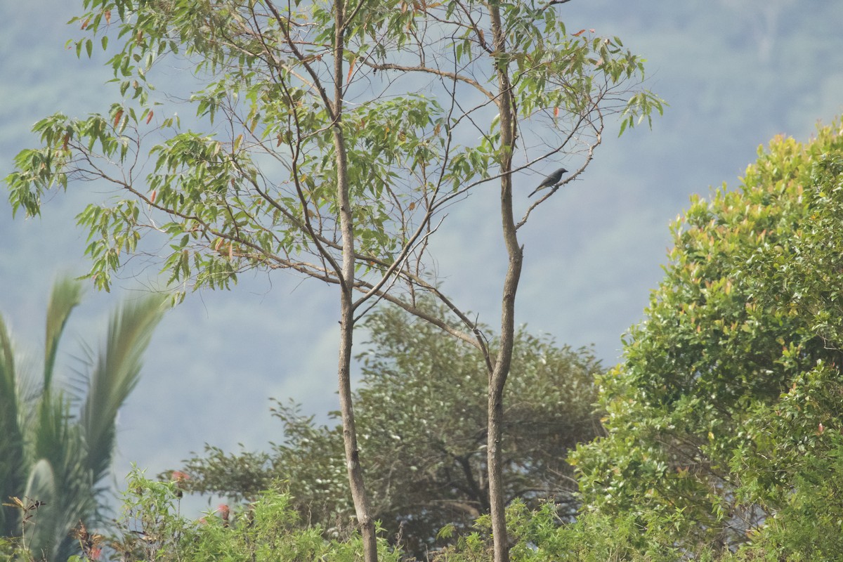 Wallacean Cuckooshrike - ML634971263