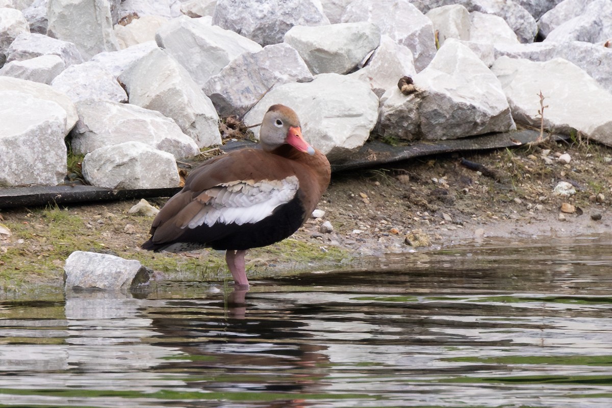 Black-bellied Whistling-Duck - ML634971305