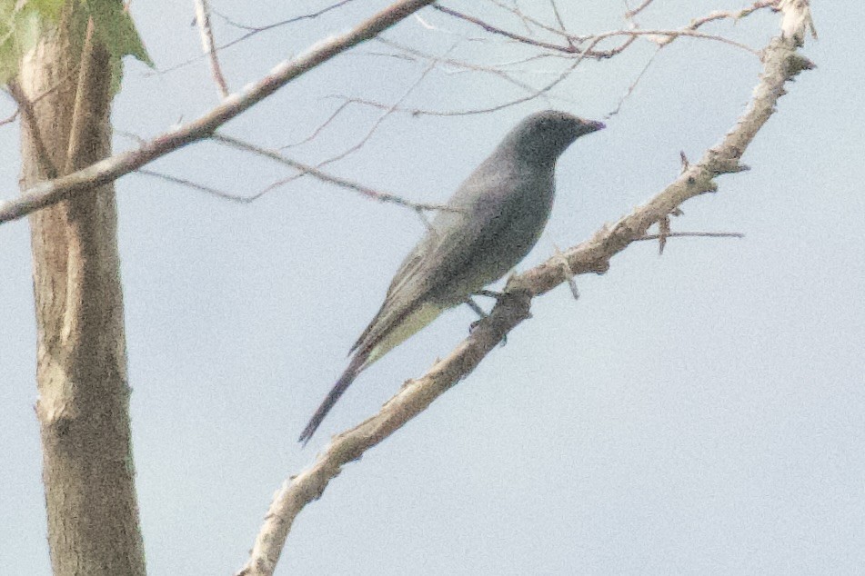 Wallacean Cuckooshrike - ML634971320