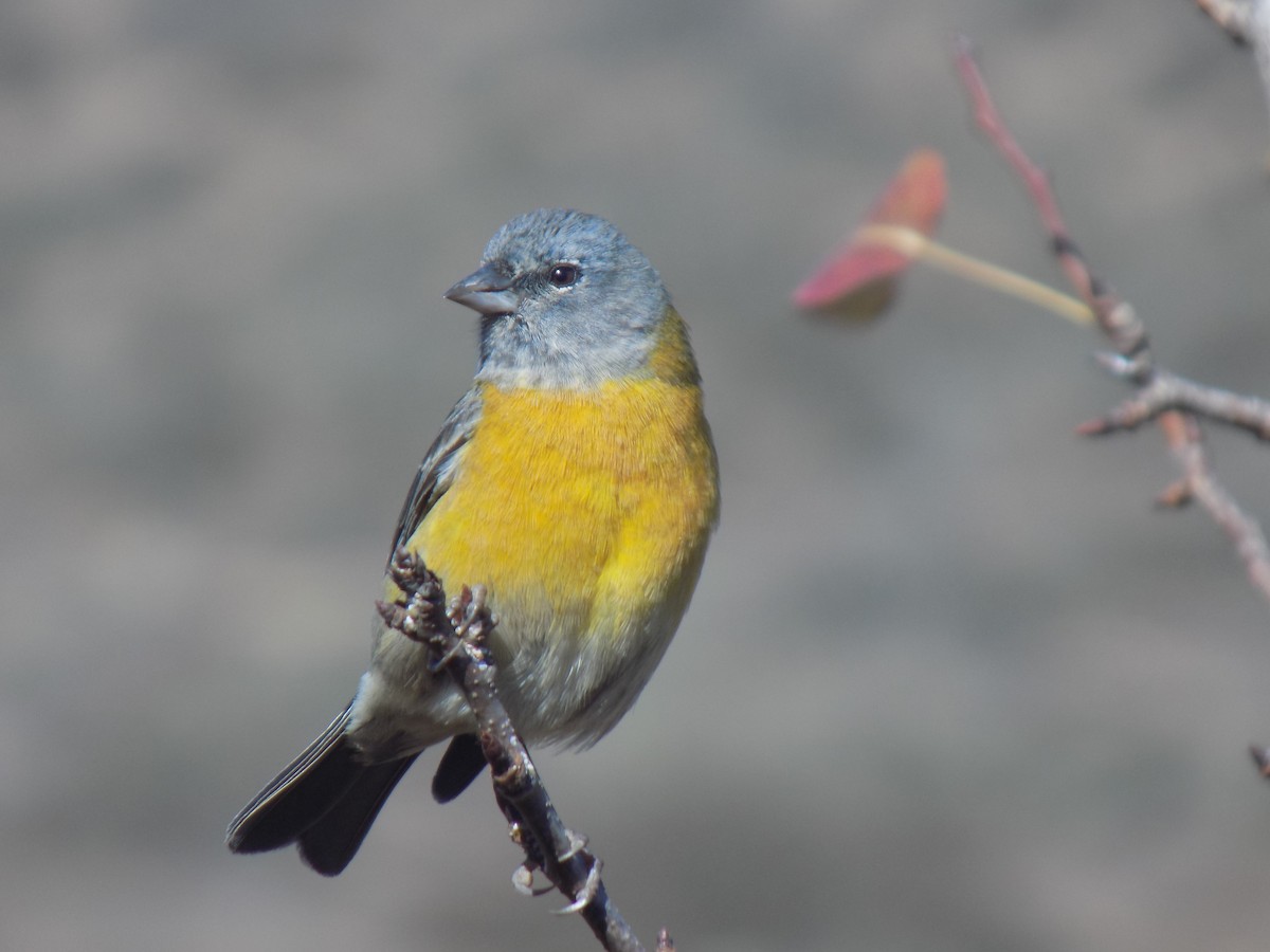 Gray-hooded Sierra Finch - ML634971374