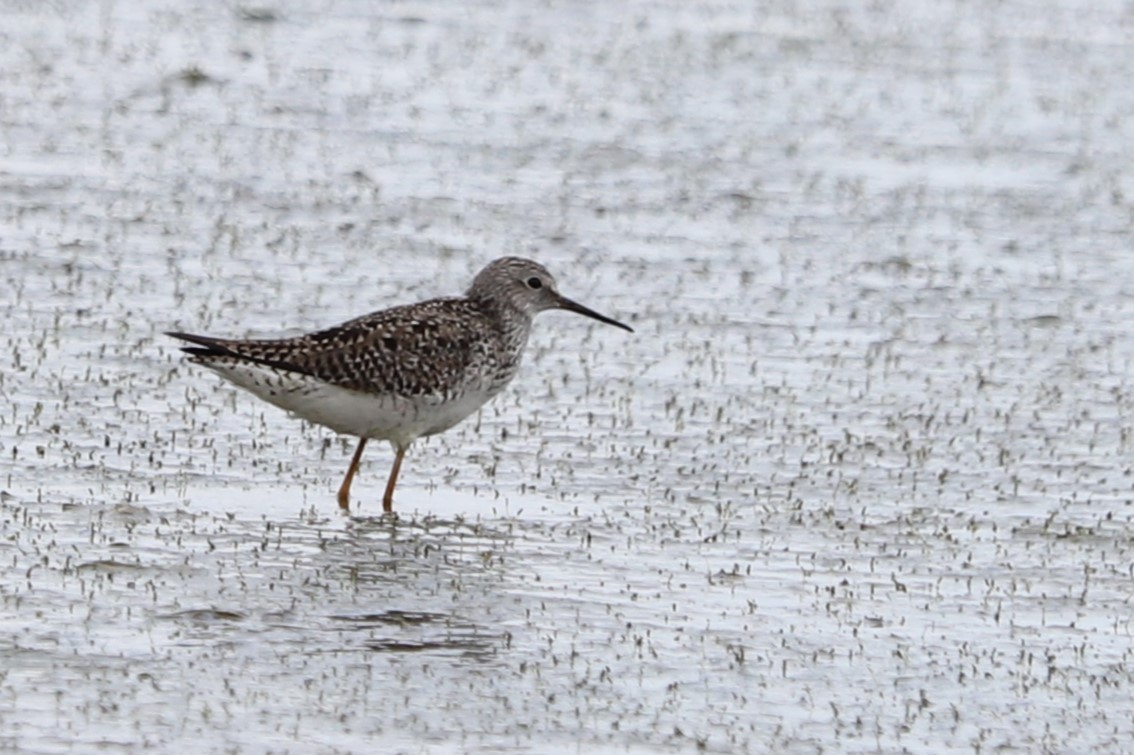 Lesser Yellowlegs - ML634971774