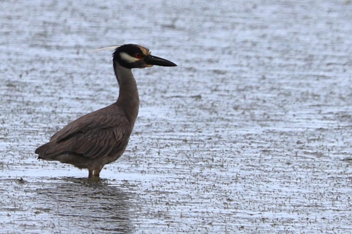 Yellow-crowned Night Heron - ML634971816
