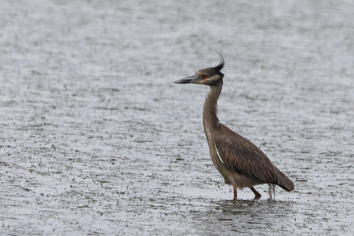 Yellow-crowned Night Heron - ML634971860