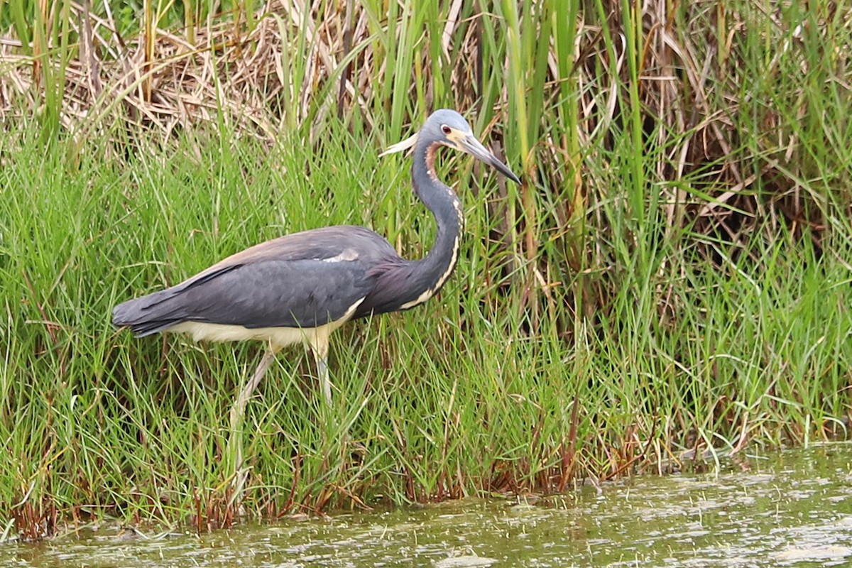 Tricolored Heron - ML634971913