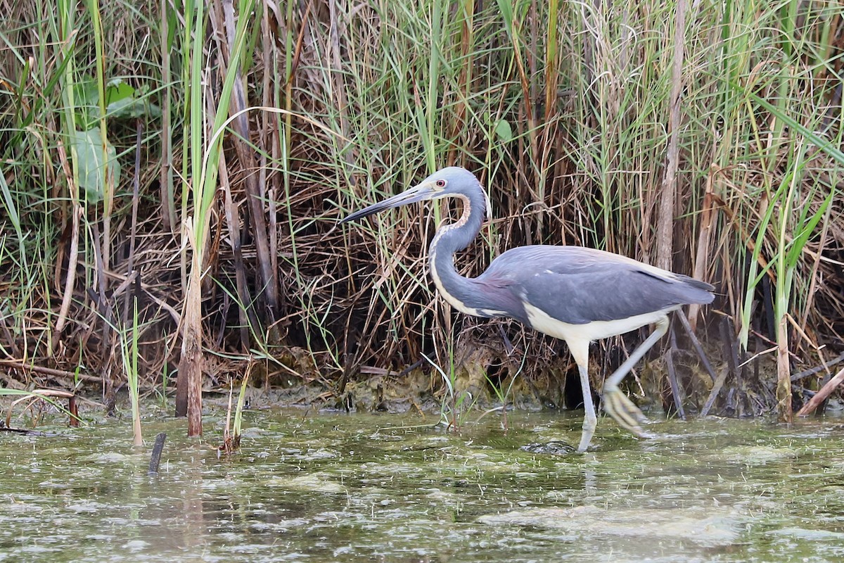 Tricolored Heron - ML634971914