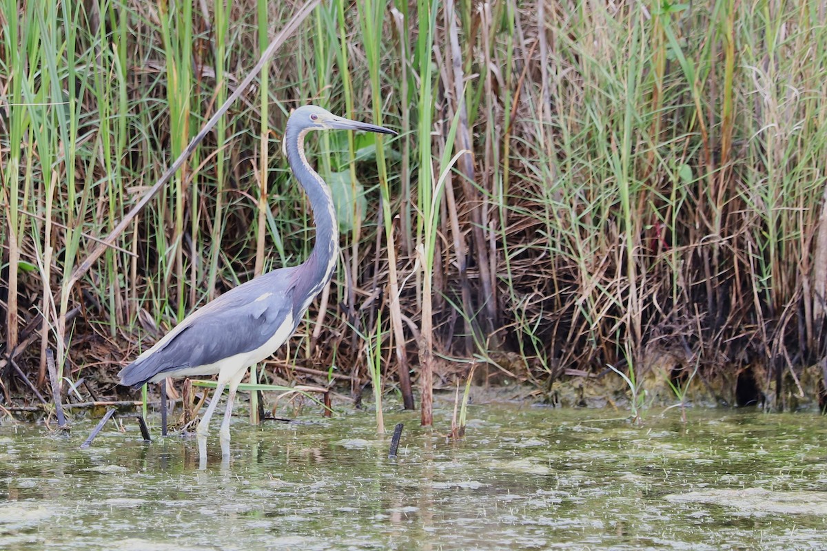 Tricolored Heron - ML634971915