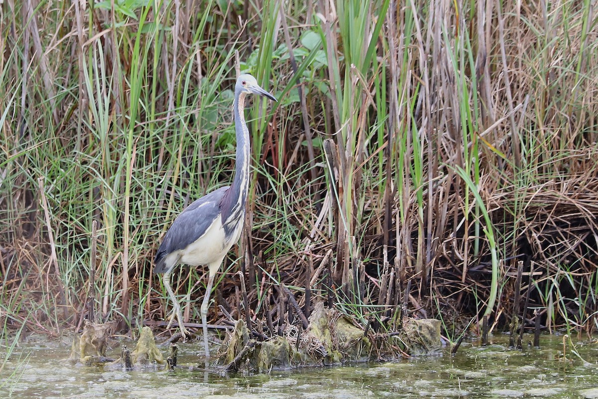 Tricolored Heron - ML634971916