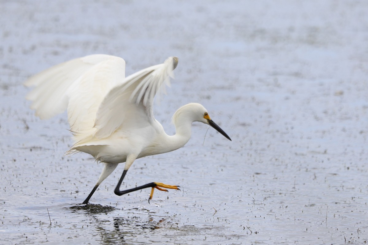 Snowy Egret - ML634971936