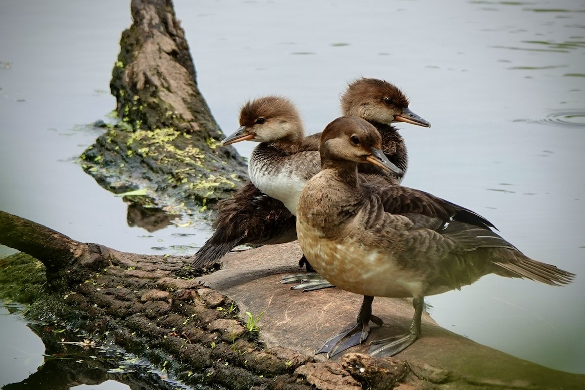 Hooded Merganser - ML634971979
