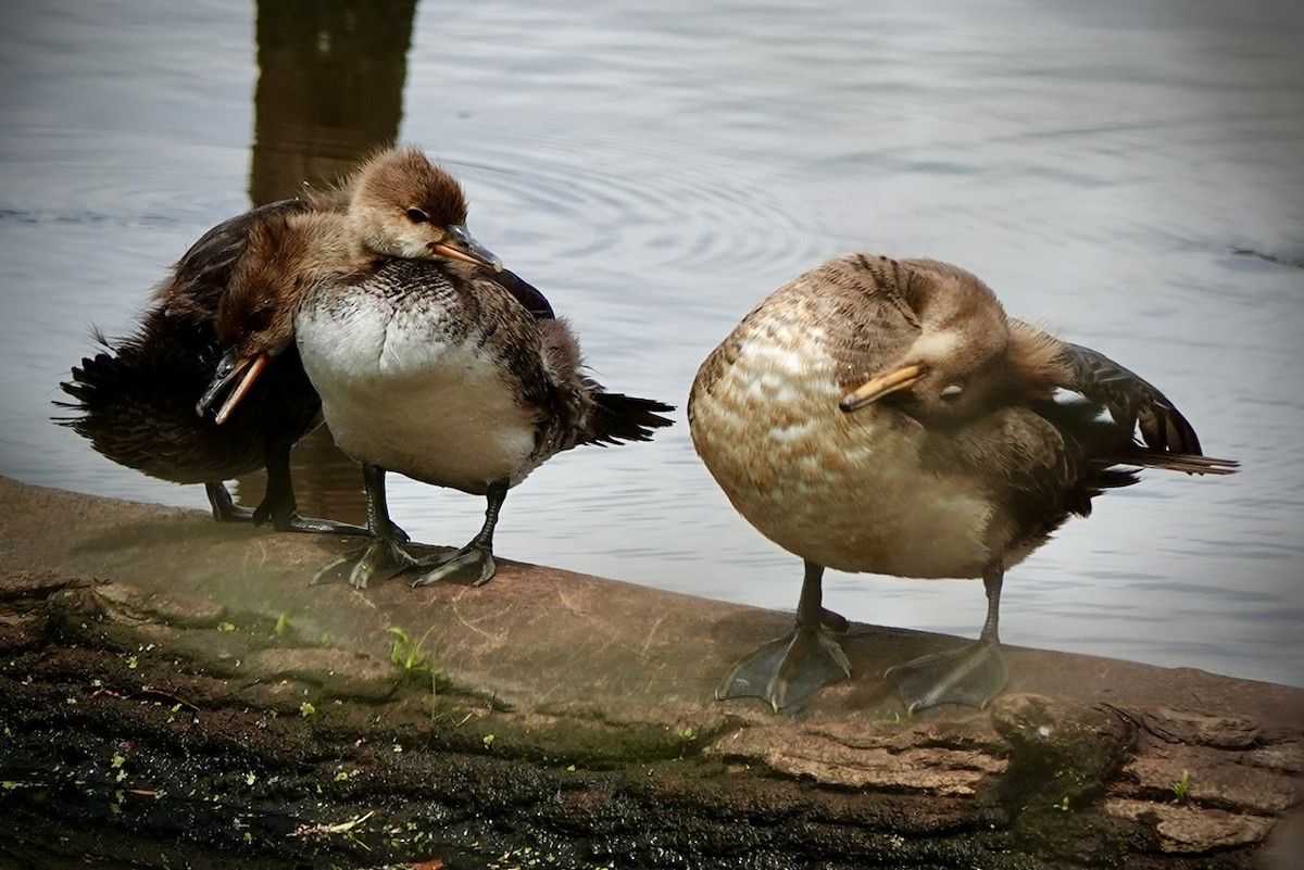 Hooded Merganser - ML634971983