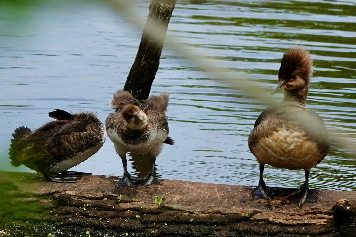Hooded Merganser - ML634971984