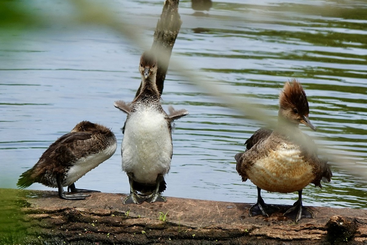 Hooded Merganser - ML634971985