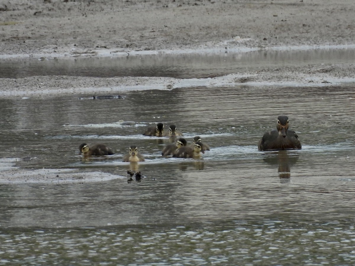 Wood Duck - ML634972070