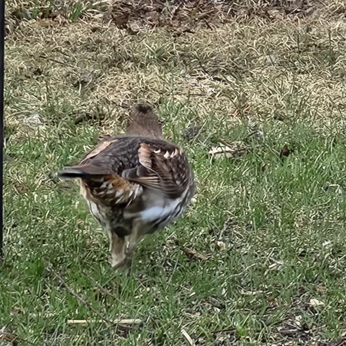 Ruffed Grouse - ML634972091