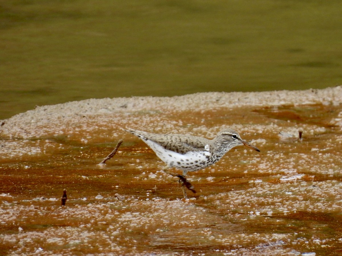 Spotted Sandpiper - ML634972109