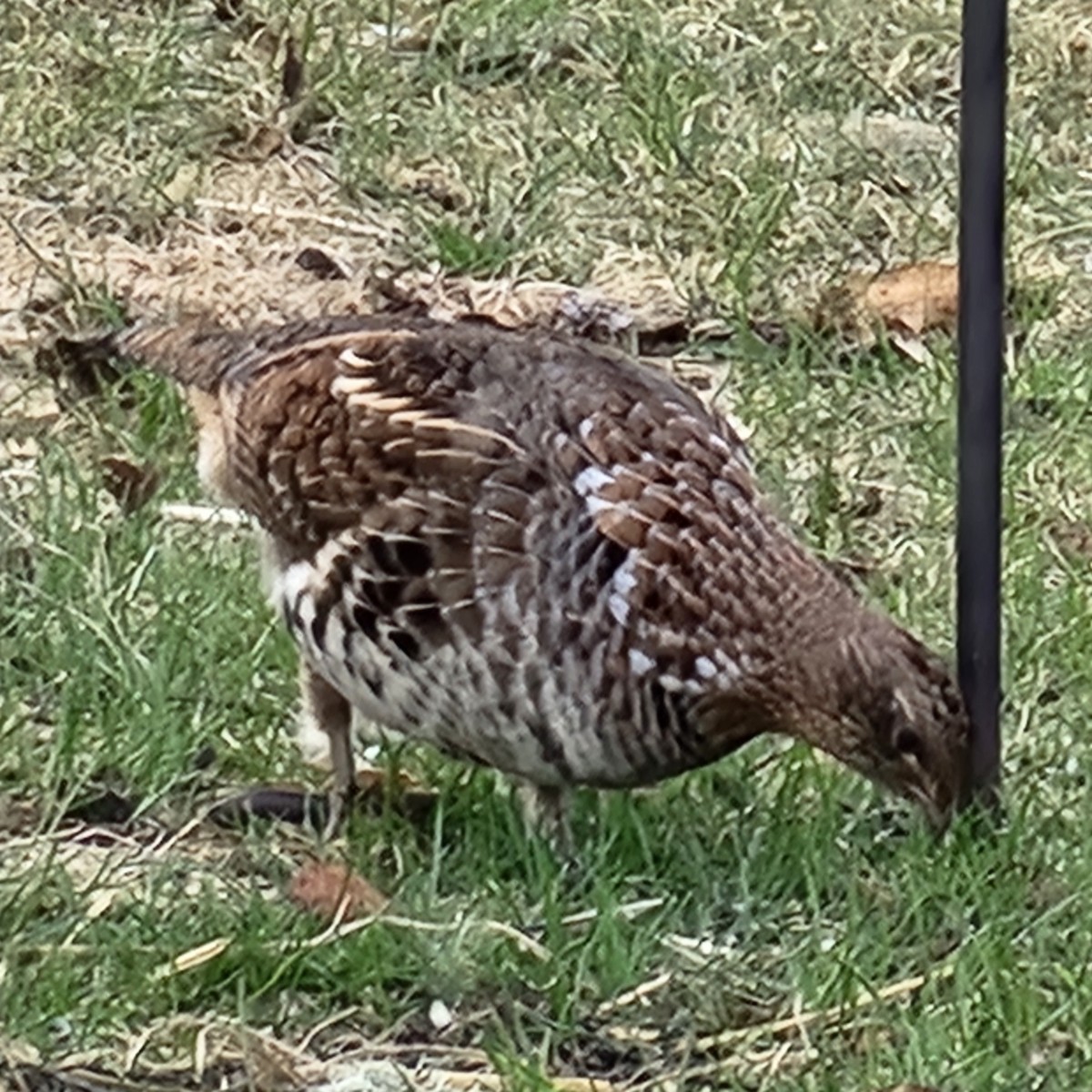Ruffed Grouse - ML634972117