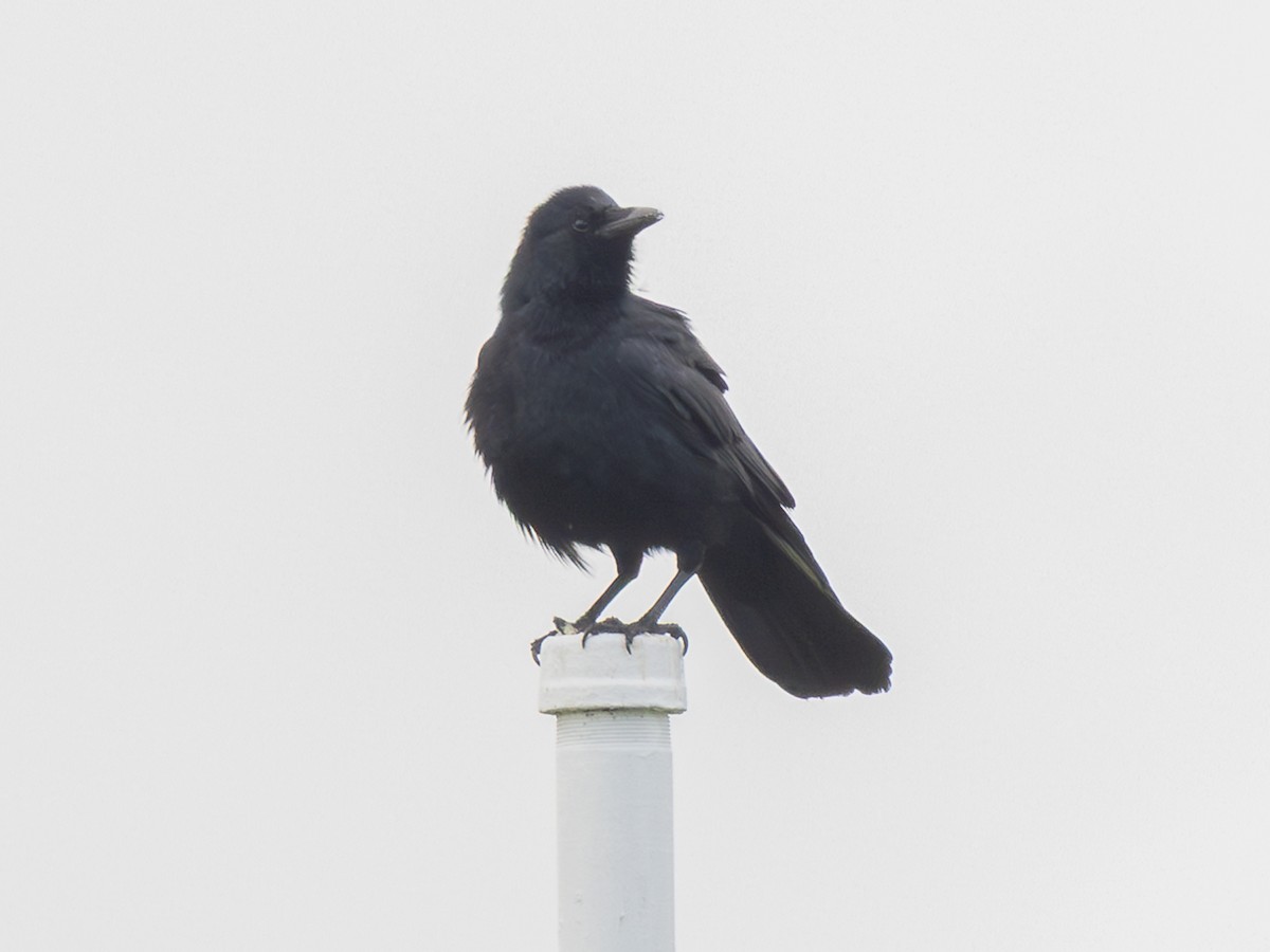 Fish Crow - ML634972164