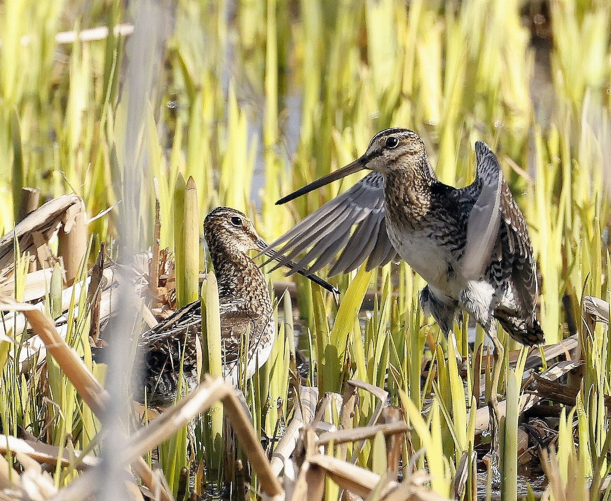 Wilson's Snipe - ML634972183