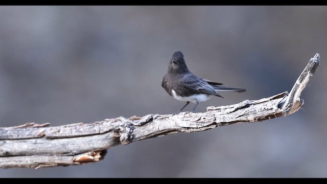 Black Phoebe - ML634972231