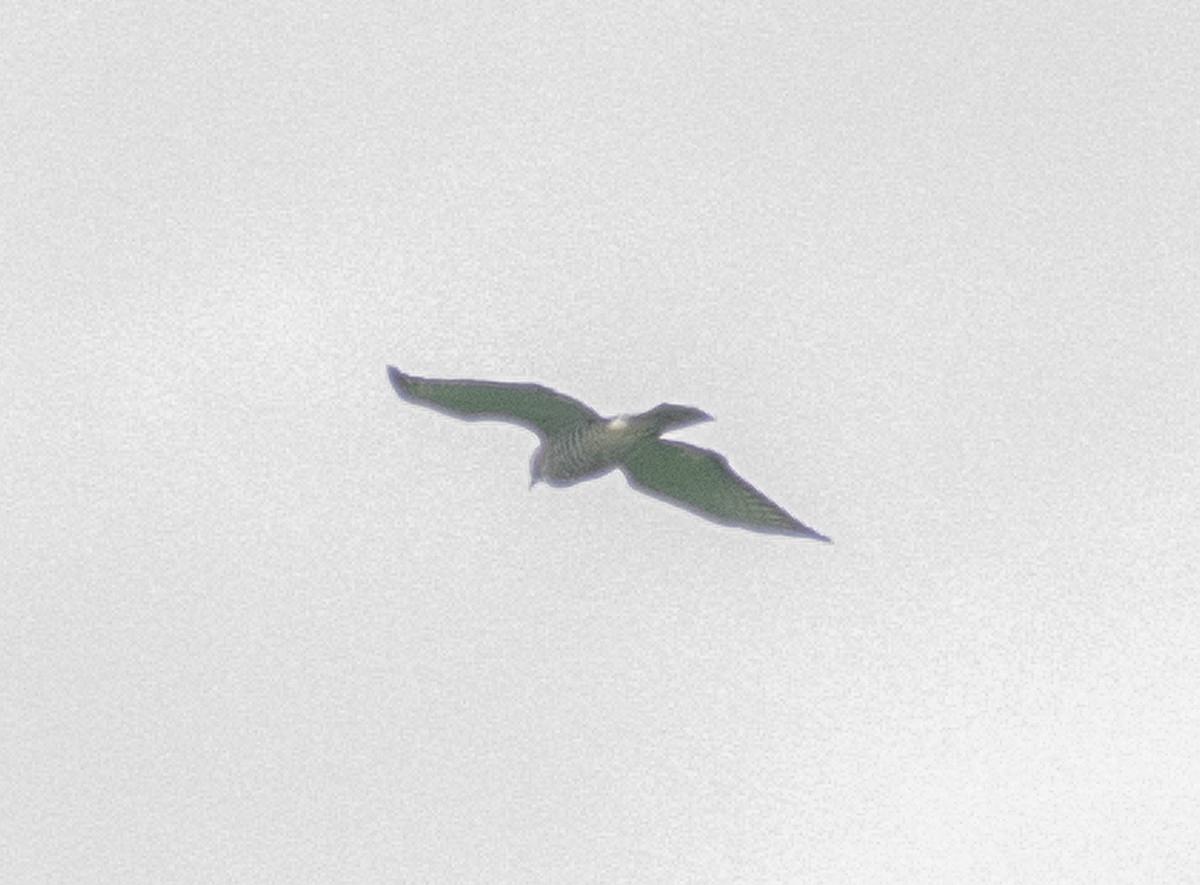 Broad-winged Hawk - ML634972263