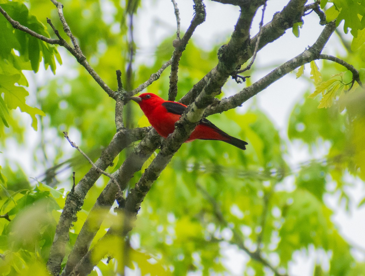 Scarlet Tanager - ML634972280