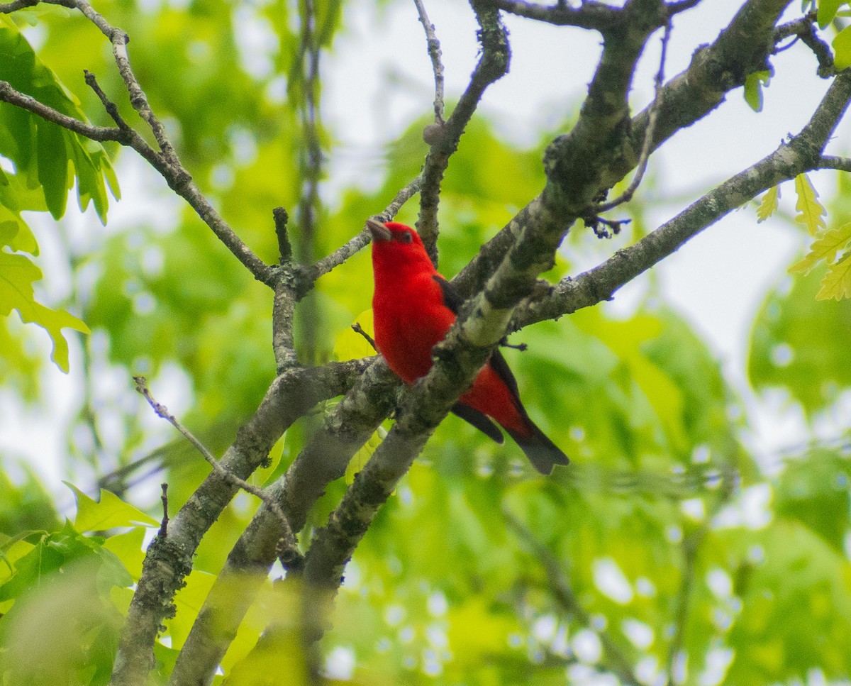 Piranga écarlate - ML634972281