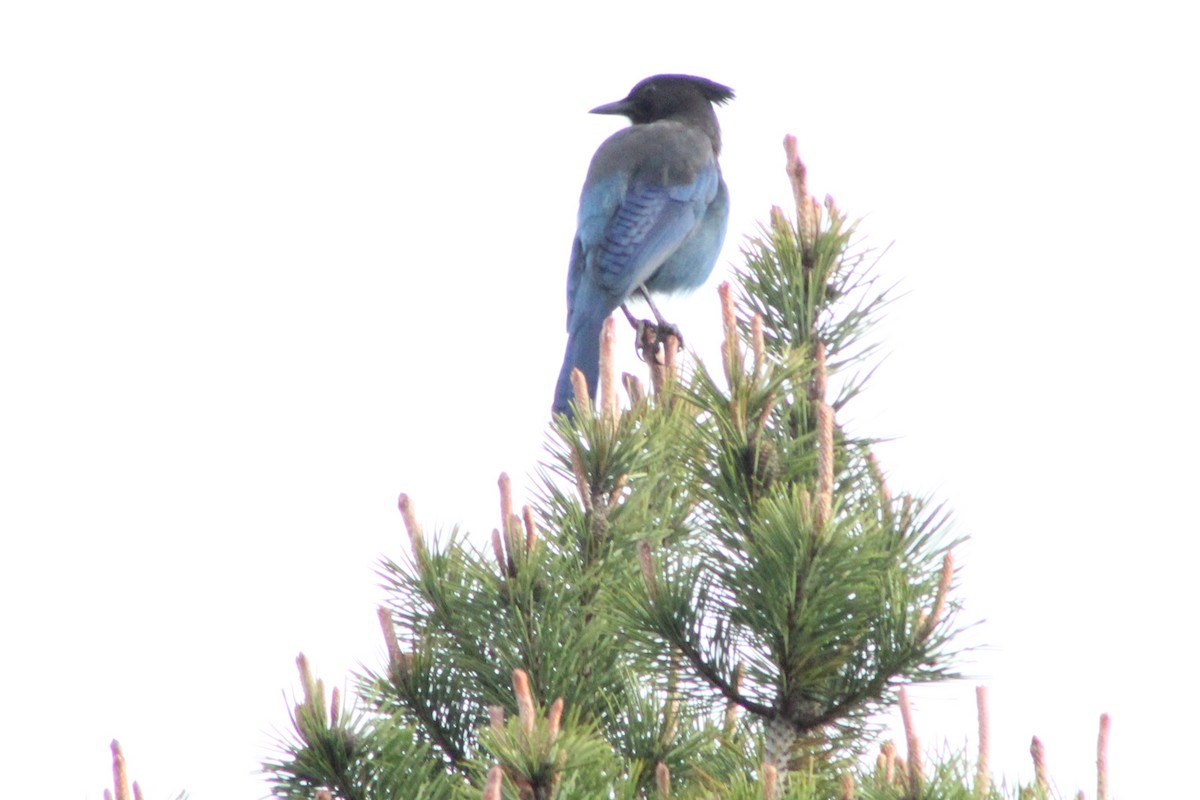 Steller's Jay - ML634972296