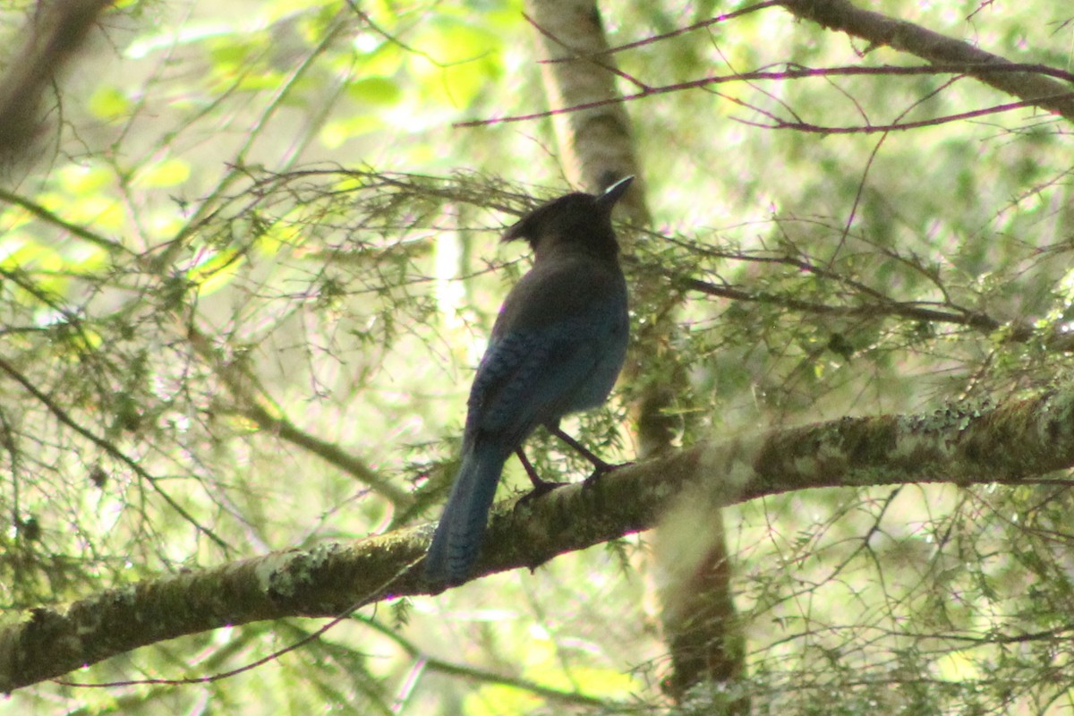 Steller's Jay - ML634972297