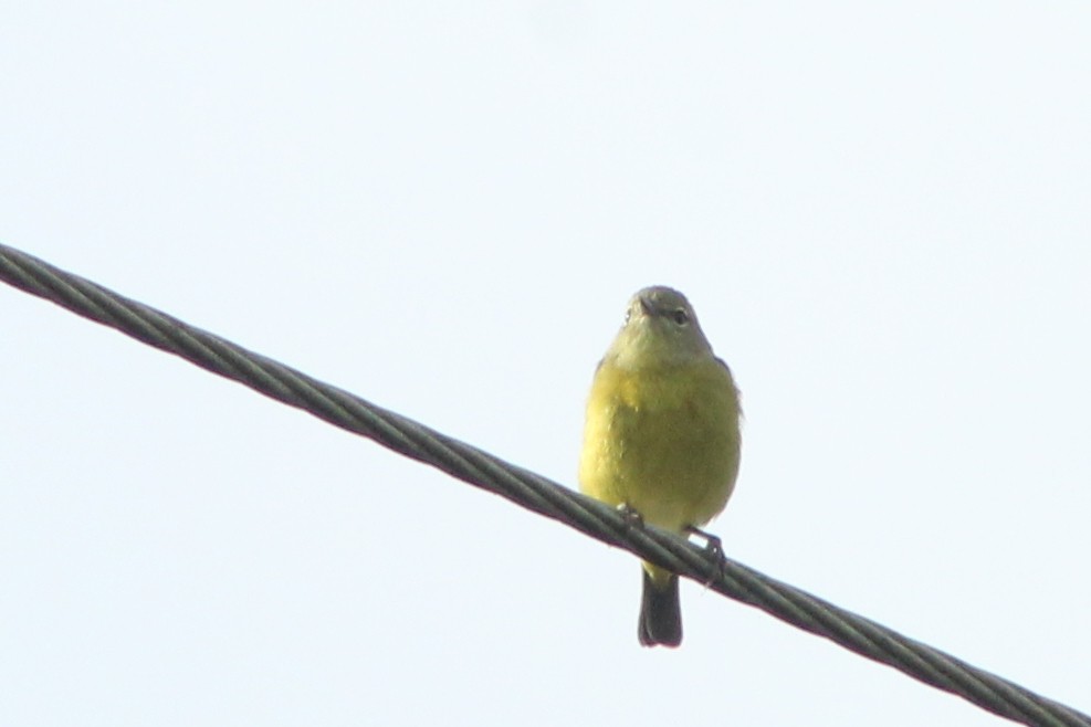 Orange-crowned Warbler - ML634972363