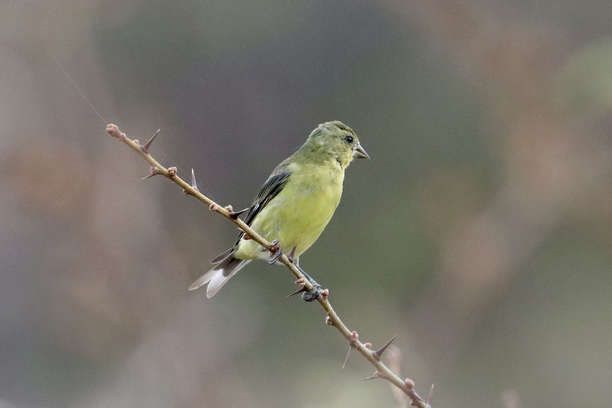 Lesser Goldfinch - ML634972400