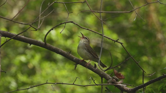 Swainson's Warbler - ML634972404