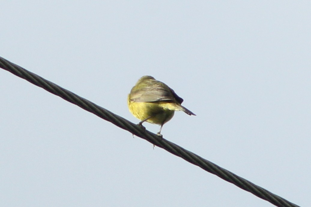 Orange-crowned Warbler - ML634972413
