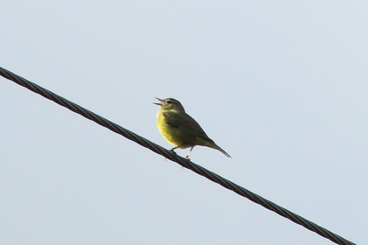 Orange-crowned Warbler - ML634972414