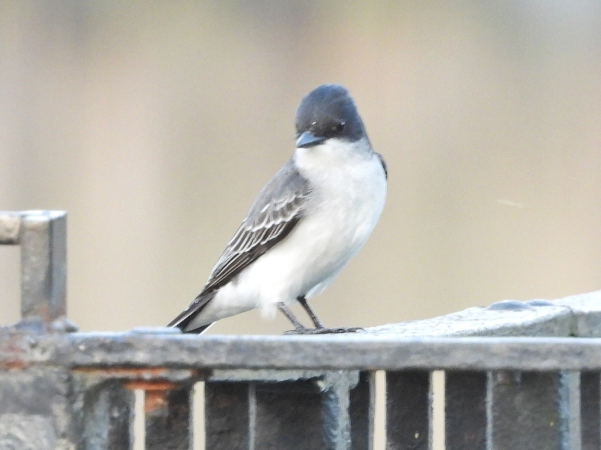 Eastern Kingbird - ML634972446