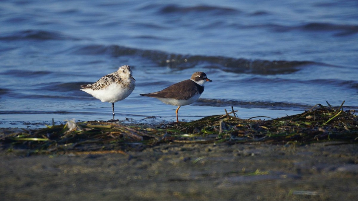 Semipalmated Plover - ML63497251