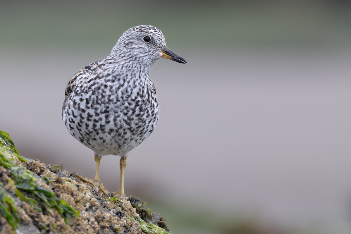 Surfbird - ML634972543