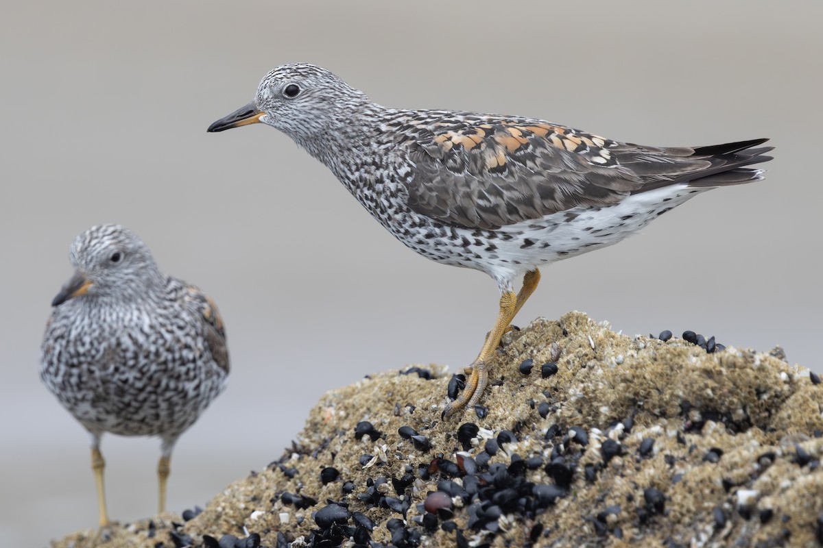 Surfbird - ML634972547