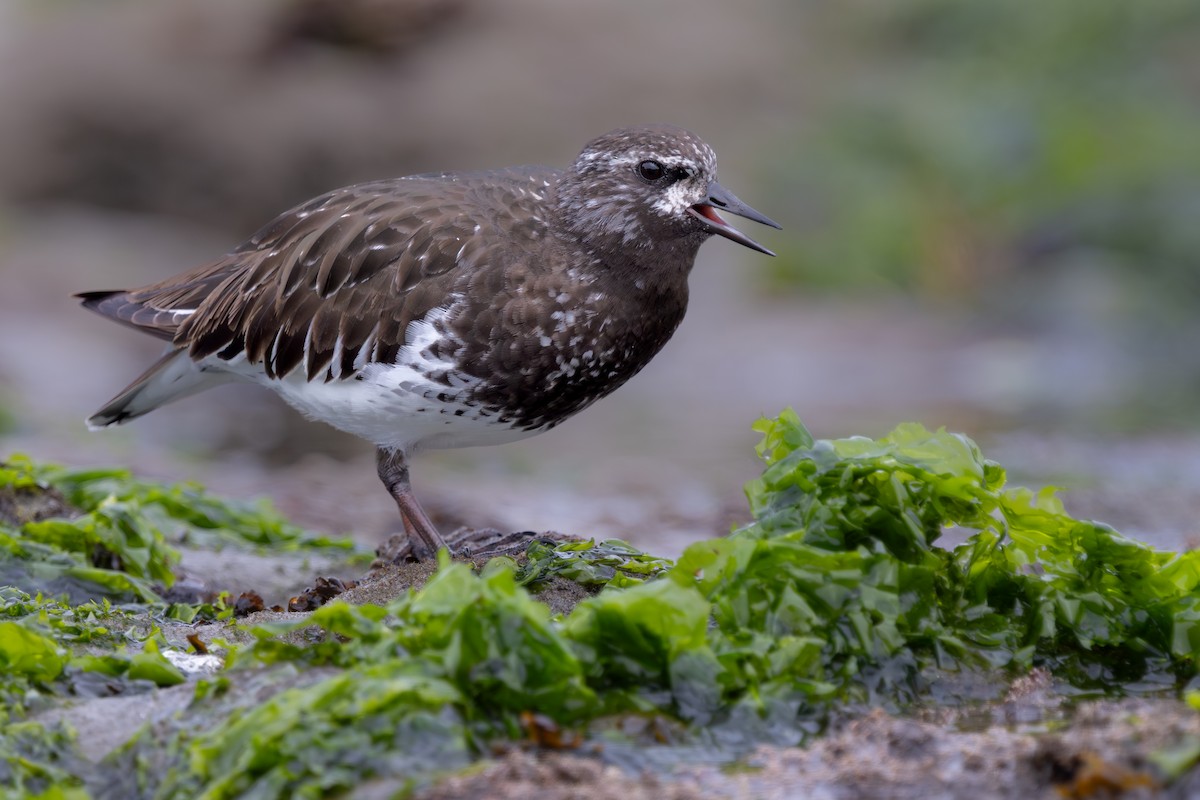 Black Turnstone - ML634972553