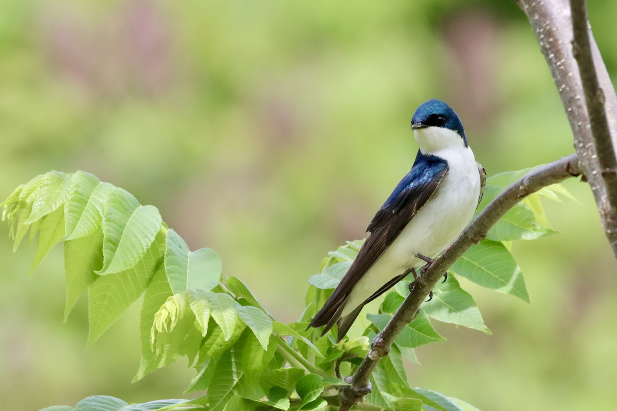 Tree Swallow - ML634972614