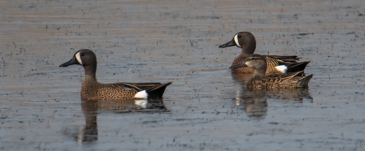 Blue-winged Teal - ML634972632