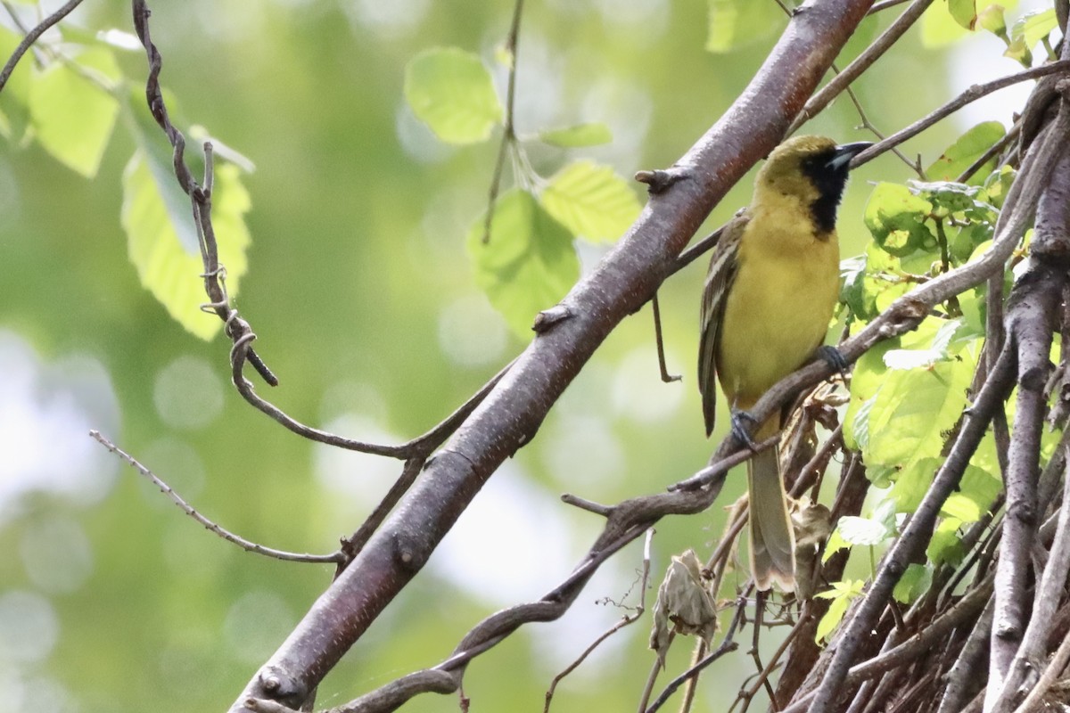 Orchard Oriole - ML634972661