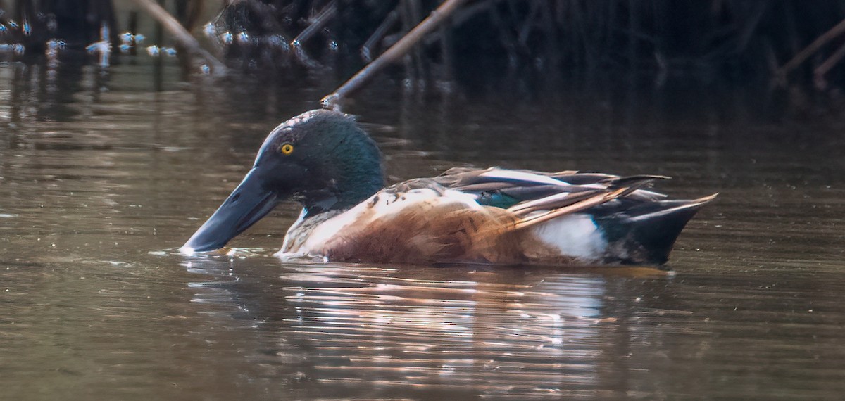 Northern Shoveler - ML634972676